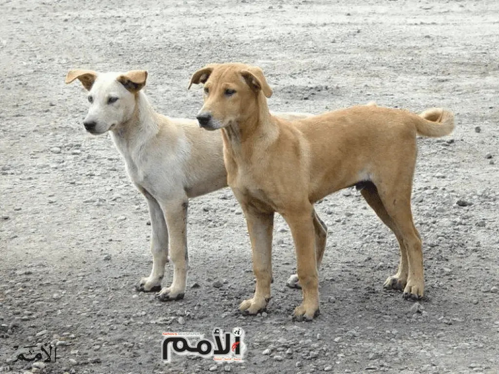 الزرقاء.. خطة تنفيذية لإنهاء مشكلة الكلاب الضالّة